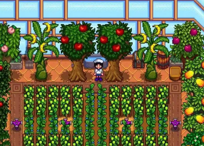 星露谷物语苹果在哪里买